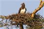 I Serengeti nationalparken i Kenya og Tanzania ser man færre og færre kampørne.
 Foto: Yoky/GNU Free Documentation License/Wikimedia