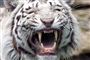 En hvid tiger har bidt sin dyrepasser til døde
 Foto: www.colourbox.com