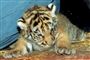 Nuttet eller farlig? I hvert fald kan man komme helt tæt på en tigerunge i Næsteved.
 Foto: www.colourbox.com