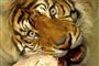 Rastløshed, uro og stress har præget Næstved Zoos fire tigre hele ugen. 
 Foto: www.colourbox.com