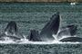 Bestanden af hvidhval og narhval er i fremgang ved Grønland
 Foto: evadb/Jiron