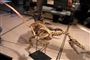 Australske forskere har fundet tre nye dinosaurus-arter. Den ene er i familie med velociraptoren.
 Foto: Paul Hermans, GNU Free Documentation License, Wikimedia Commons