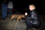 Politikerne vedtog i 2003 en lov, der giver politiet mulighed for at skride ind over for aggressive hunde.
 Foto: Kim Agersten / POLFOTO