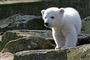 I dag er Knut en næsten fuldvoksen bjørn. Her ses han, da han tog verden med storm
 Foto: wikimedia/Jensk369/ShareAlike 2.0