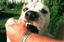 Det er ikke let at komme af med sin kamphund. Hverken brugtmarkeder eller dyreinternater vil vide af de vilde dyr.
 Foto: www.colourbox.com