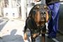 Den overfaldende hund var ikke en klassisk kamphund men en krydsning af en en schæferhund, en boxer og rottweiler. På billedet:e n rotwiler
 Foto: www.colourbox.com