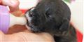 Fotos: Disse fem hundehvalpe vil politiet aflive