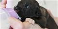Fotos: Disse fem hundehvalpe vil politiet aflive