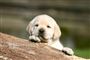 Foto: colourbox