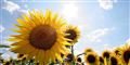 Foto: Colourbox/free