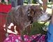 Se billedet: Her er verdens grimmeste hund