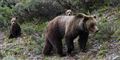 Foto: Polfoto, AP, Tom Mangelsen/free
