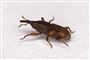 Foto: Olaf Leillinger/GNU Free Documentation License/Wikimedia