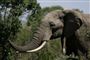 Foto: AP/Karel Prinsloo / POLFOTO