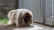 14 hunde hentet fra tragisk dyreværnssag