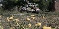 Foto: Sergei Grits/AP