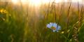 Foto: Colourbox/free