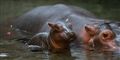 Foto: ZOOMPHOTOGRAPHICS/POLFOTO