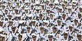 Foto: Ebrahim Noroozi/AP