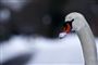 Foto: Scanpix/Reuters/Kai Pfaffenbach