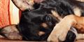 Hund redder familie fra voldsom pyromanbrand