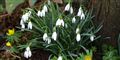 Her er den komplette guide til forårets blomster