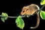 Foto: Danmarks Naturfredningsforening