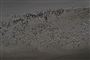 Foto: MARK RALSTON  / Scanpix