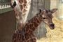 Foto: Aalborg Zoo