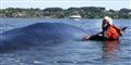 Foto: Claus Fisker  / Scanpix