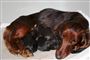 GRAVHUNDESAGEN FRA LOLLAND: 21 GRAVHUNDE BLIVER TIL 27