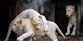 Foto: Reuters/Jerry Lampen/free