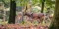 Foto: Colourbox/free