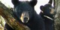 Foto: DEVON RAVINE/AP