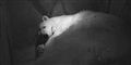 Foto: Aalborg Zoo / Scanpix