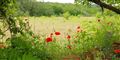 Foto: Colourbox/free