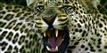 Foto: THEMBA HADEBE/AP