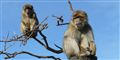 Foto: Blåvand Zoo/Free