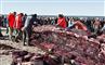 Blodige billeder: Kæmpehval skåret op på jysk strand