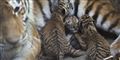 Foto: Odense Zoo/ard Joungsma/Free