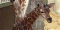 Foto: Aalborg Zoo