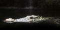 Foto: Marie Kragh Katrine/Polfoto