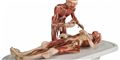 Foto: Pressefoto, Institut für Plastination