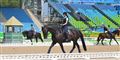 Foto: Dansk Ride Forbund/Free