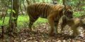 Foto: AP Photo/WWF-Indonesia/PHKA / POLFOTO