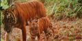 Foto: AP Photo/WWF-Indonesia/PHKA / POLFOTO