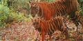 Foto: AP Photo/WWF-Indonesia/PHKA / POLFOTO