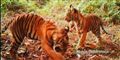 Foto: AP Photo/WWF-Indonesia/PHKA / POLFOTO