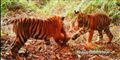 Foto: AP Photo/WWF-Indonesia/PHKA / POLFOTO