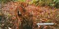 Foto: AP Photo/WWF-Indonesia/PHKA / POLFOTO